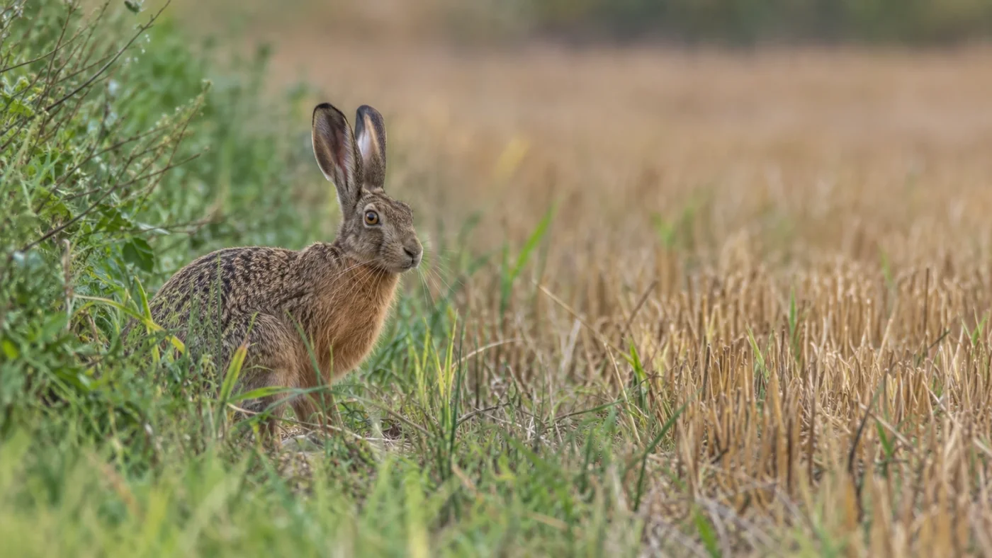 Chasse au petit gibier : lièvre d'Europe assis en bordure d'un chaume