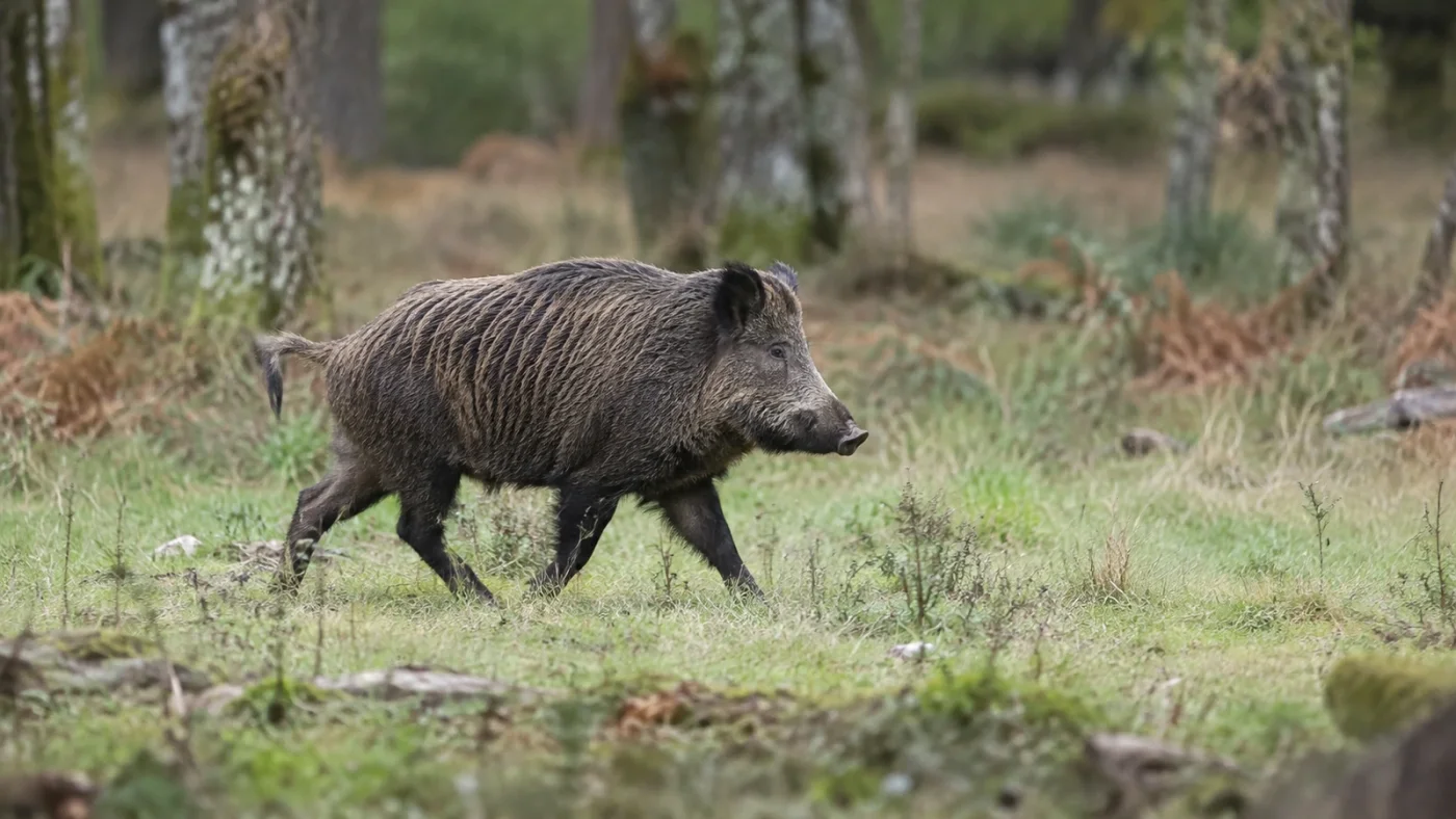 Chasse au sanglier, sanglier en lisière au crépuscule