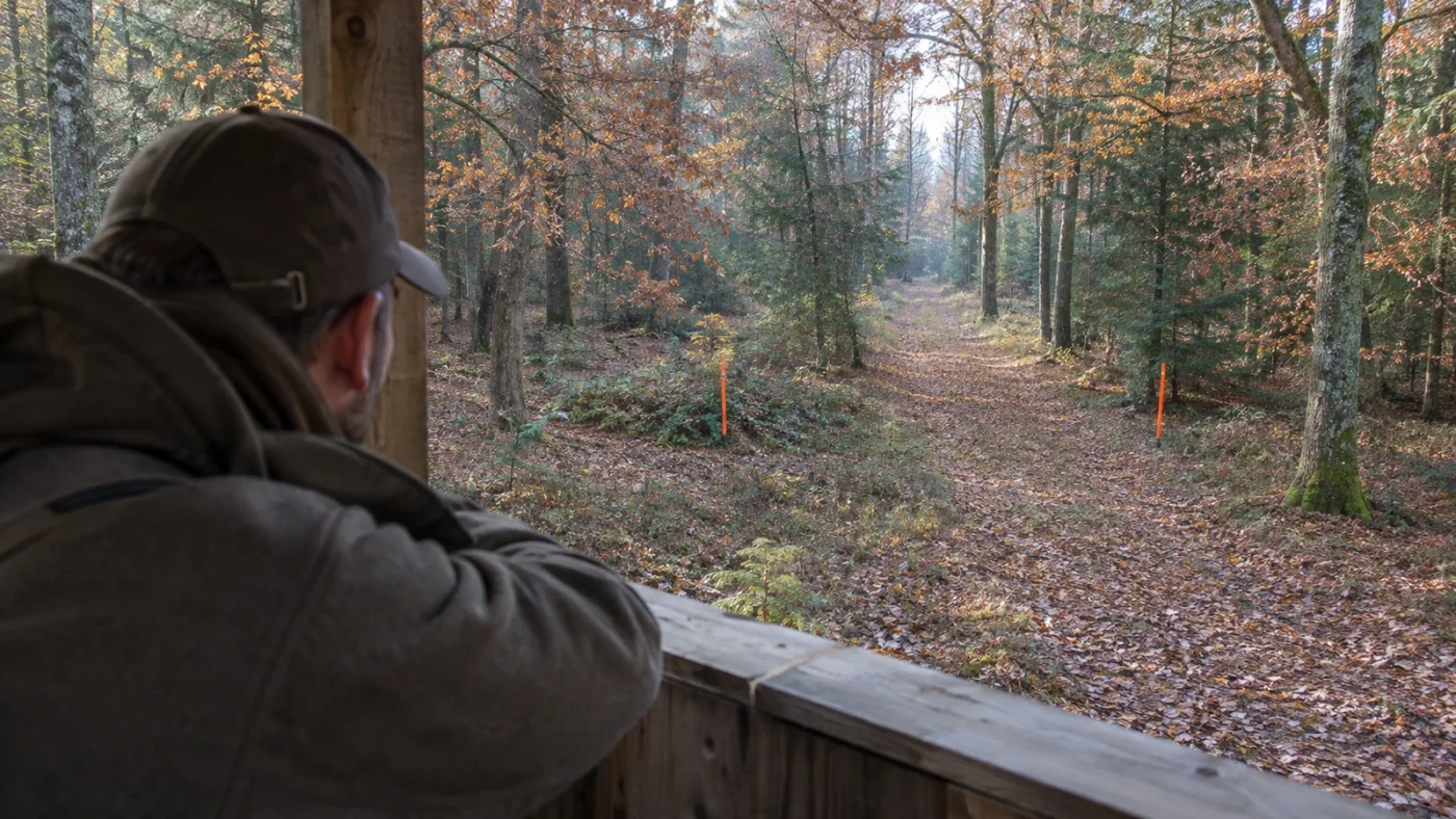 Angle des 30° à la chasse : chasseur accoudé à un mirador face à une allée forestière balisée de piquets orange