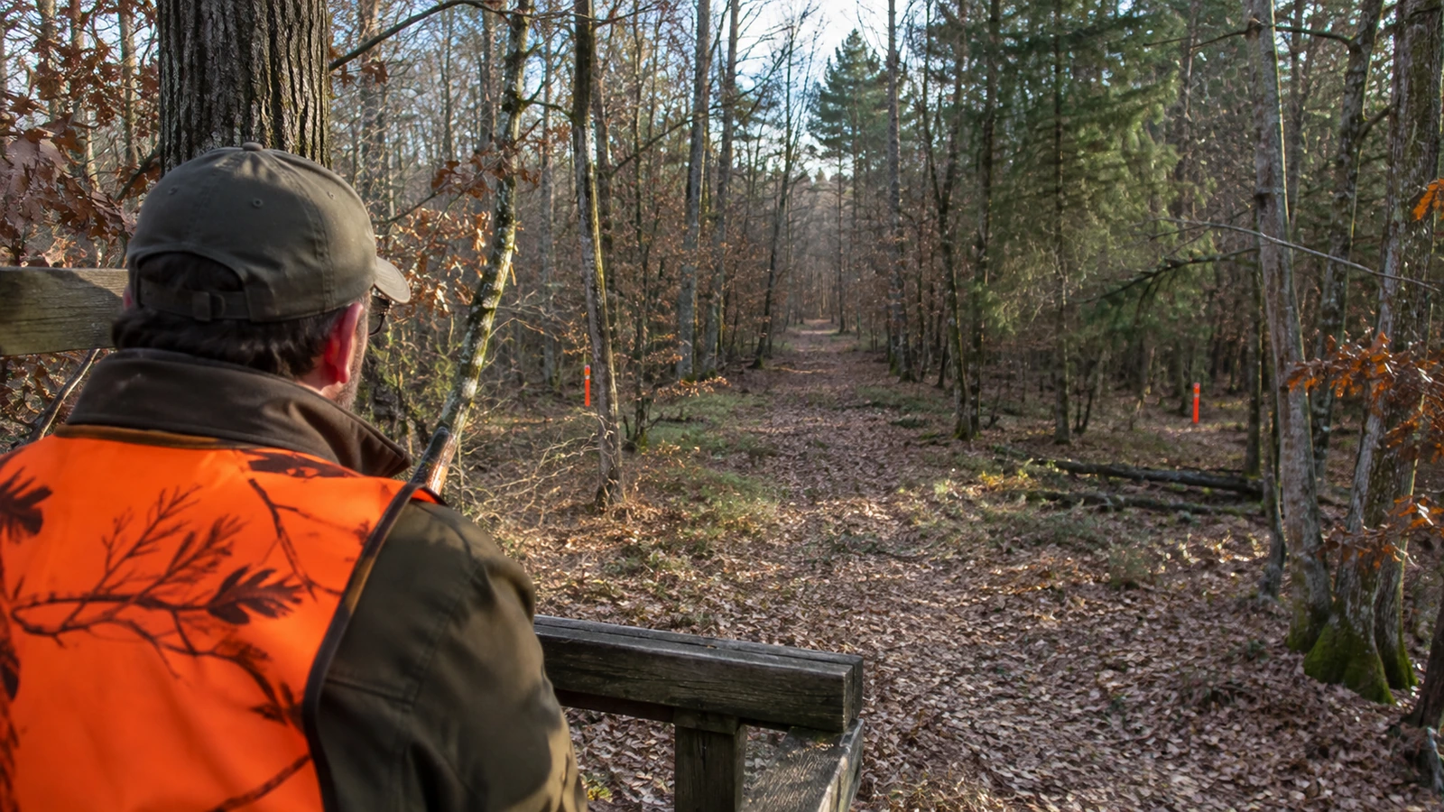Angle des 30° à la chasse : chasseur en gilet orange à son poste, deux piquets orange plantés de part et d'autre de l'allée forestière