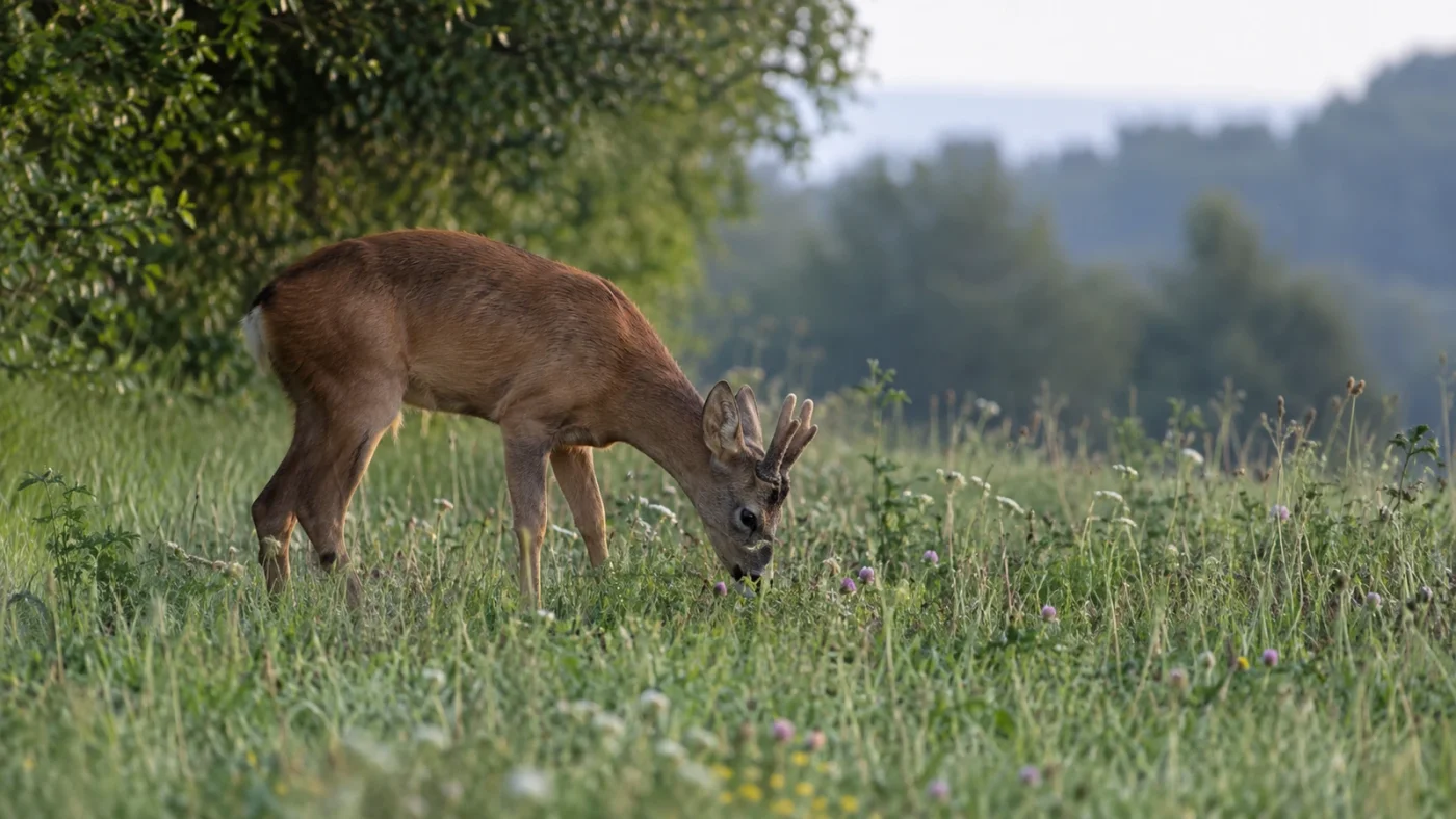 Quel calibre pour le chevreuil : brocard broutant dans une prairie en été