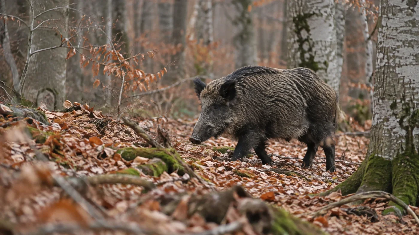 Quel calibre pour le sanglier, cartouches de grande chasse